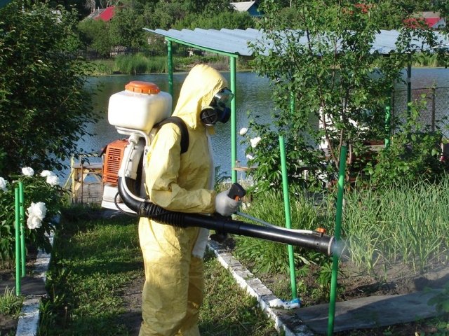 Уничтожение комаров, клещей, муравьев, тараканов, блох, клопов и др. насекомых в Энгельсе и Саратове