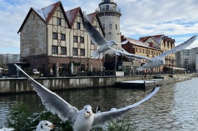 Экскурсии в Калининграде гид на машине недорого Экскурсии в Калининграде гид на машине недорого